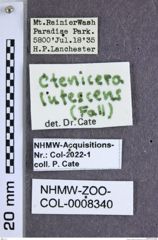 Etiketten zu Metanomus lutescens (Fall, 1910) (NHMW-ZOO-COL-0008340)